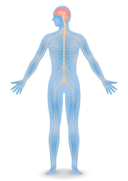 human body silhouette and nervous system, vector illustration