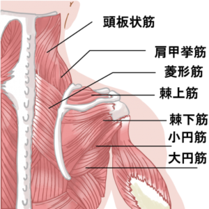 五十肩イラスト筋肉