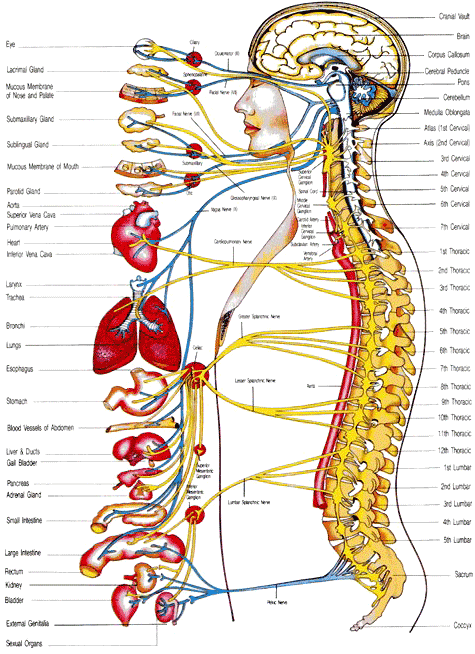 autonomic-nervous-system